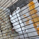 پرنده کبوتر فروشی