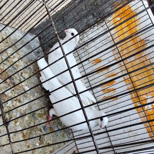 پرنده کبوتر فروشی