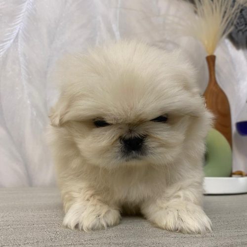 نژاد بیکینینز