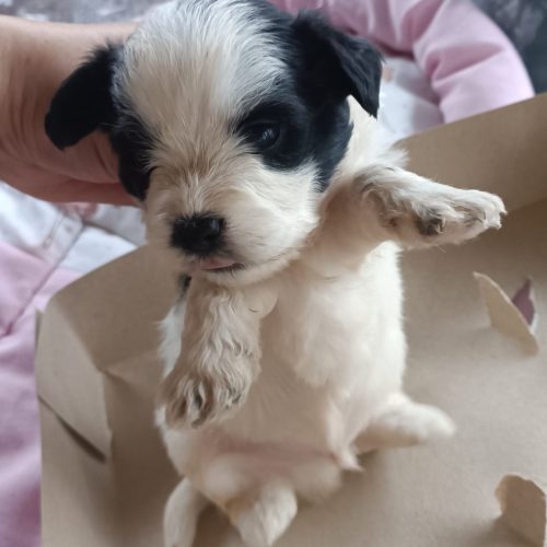 سگ یک ماهه شیتزو کراس