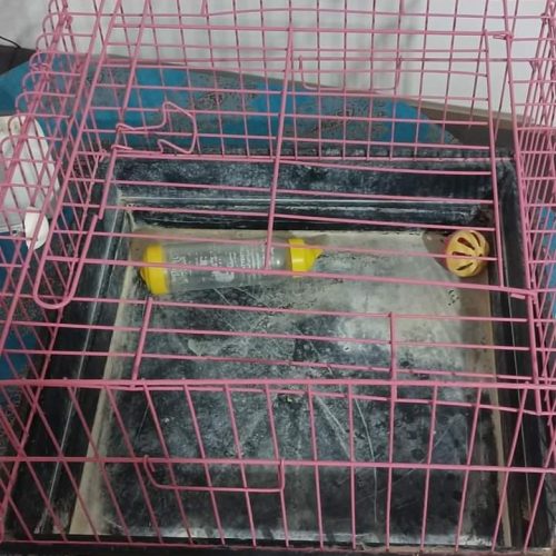 قفس برای حیوانات