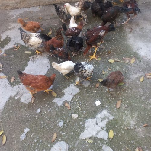 فروش لاری ،گلین لری ،برهما