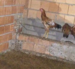 تعداد جوجه خروس