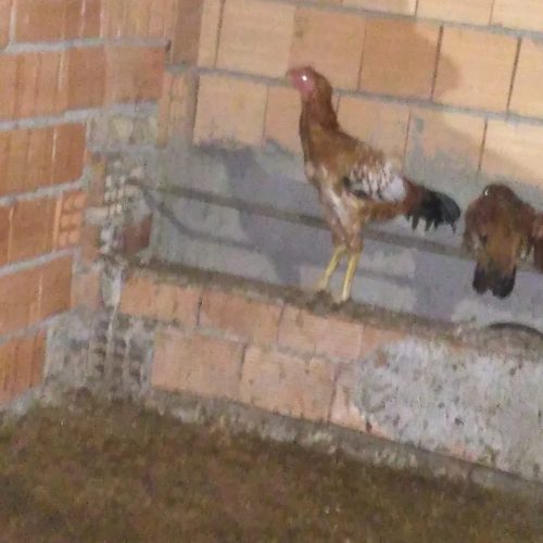 تعداد جوجه خروس