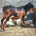 غوچ برشن سرنگ