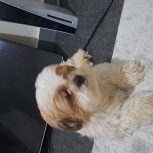 سگ شیتزو 2 ساله