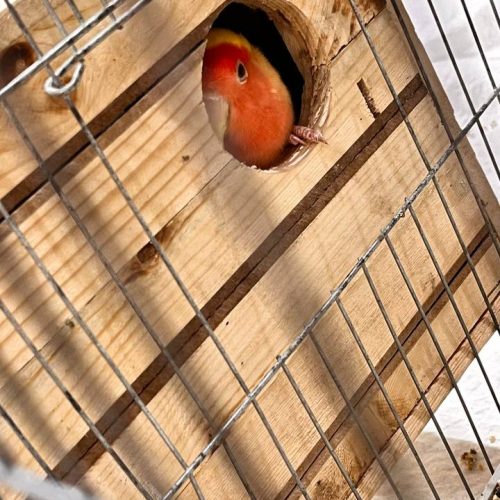 کوتوله برزیلی صورت هلویی