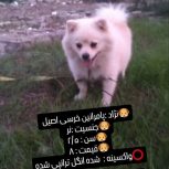 پامرانین خرسی وارداتی