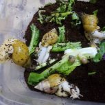 حلزون البینو