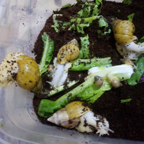 حلزون البینو