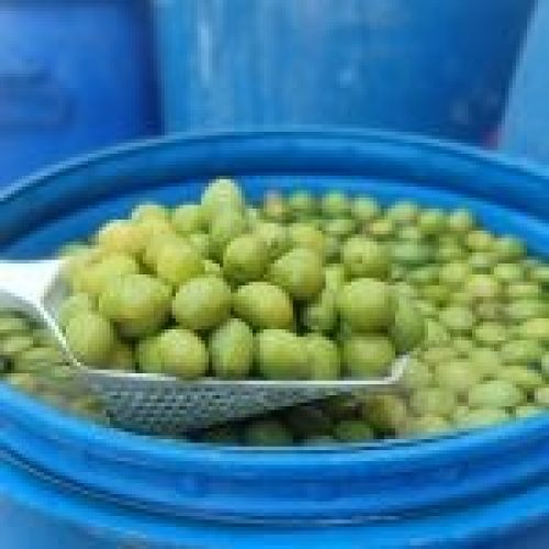 زیتون و روغن زیتون