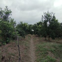 فروش باغ و زمین