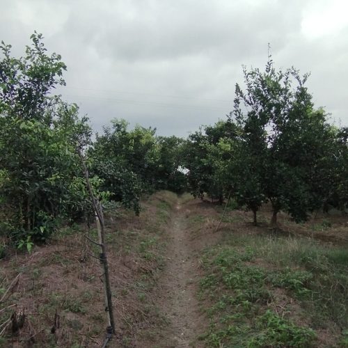 فروش باغ و زمین