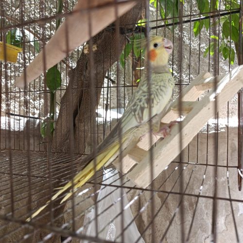 عروس هلندی باقفس