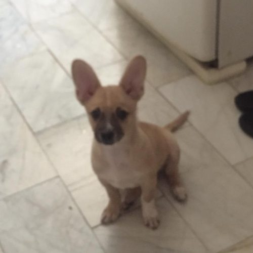 سگ شیواوای خوشگل و بازیگوش