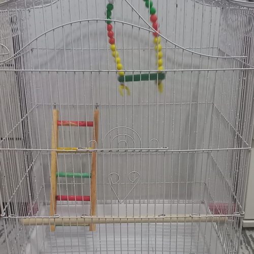 پرنده عروس هلندی