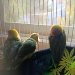 جوجه کوتوله برزیلی