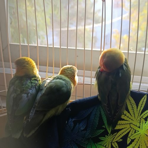 جوجه کوتوله برزیلی