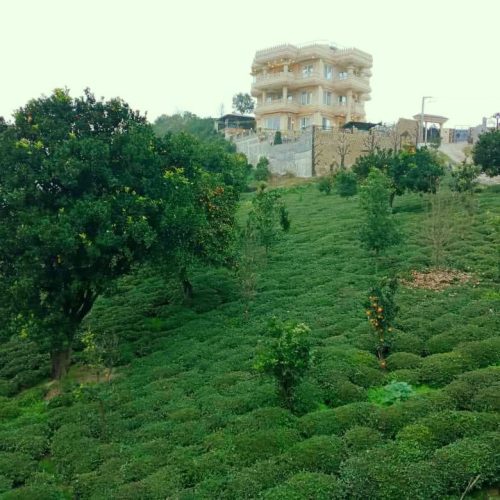 زمین 300متری واقع در ورودیه دالیخانی