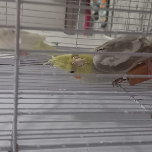 پرنده عروس هلندی