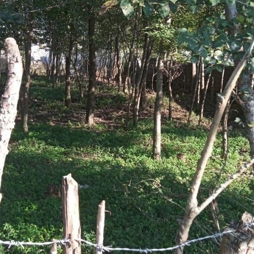 زمین 500 متری پلاک بندی شده