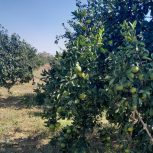 باغچه خوشقواره مرکبات300متری خونی