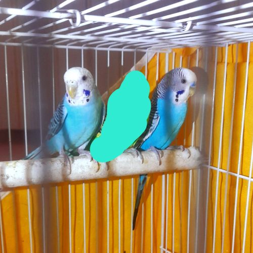 جفت مدغ عشق با لوازم قفس