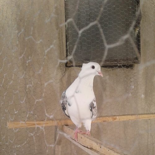 کبوترهوایی