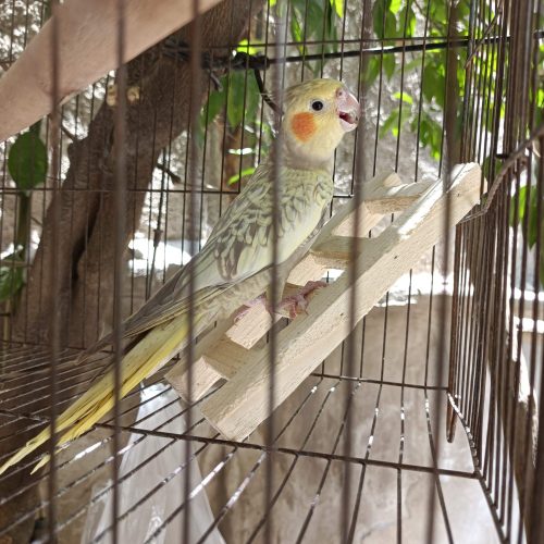 عروس هلندی باقفس