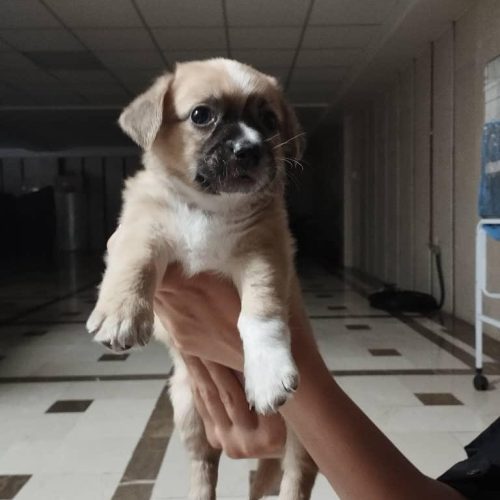 سگ شیواوای خوشگل و بازیگوش