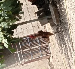 خروس لاری اصیل