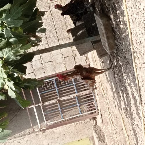 خروس لاری اصیل