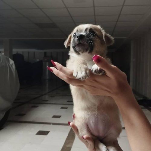 سگ شیواوای خوشگل و بازیگوش