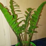 گل‌های آپارتمانی سانسوریا.زامفولیا