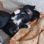 فروش حیوانات خانگی