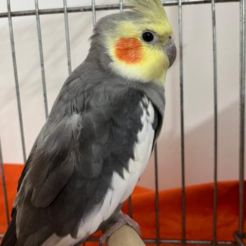 عروس هلندی مولد