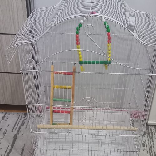 پرنده عروس هلندی