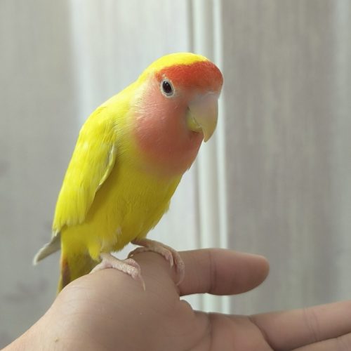 طوطی برزیلی