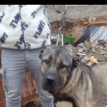 فاجیب فوری سگ سرابی دوساله