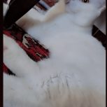 گربه فروشی