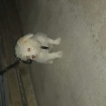 فروش سگ 3 ماهه نژاد مالتیز