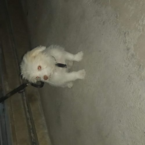 فروش سگ 3 ماهه نژاد مالتیز