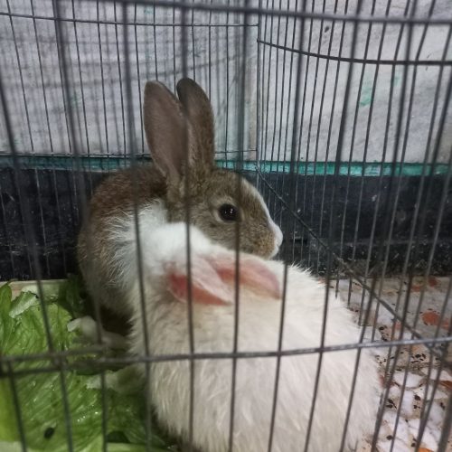 دوتا خرگوش اهلی  برای فروش