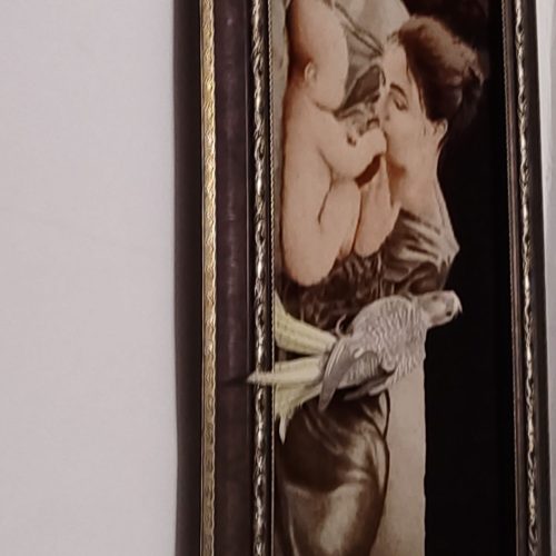 جوجه عروس هلنوی ماده ارزون خور