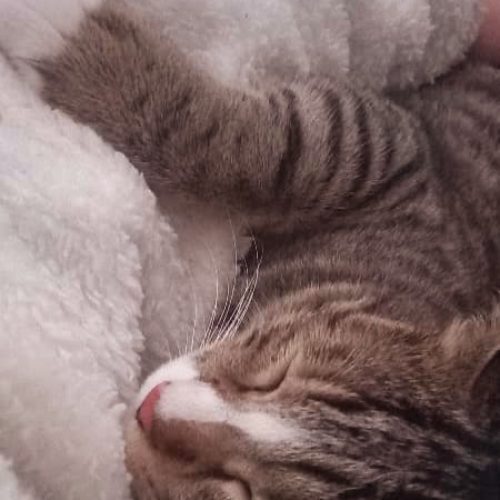 گربه نر سالم ، نژاد DSH موی کوتاه ، واکسن زده ، تنها گربه بغلی که میتونین داشته باشینش