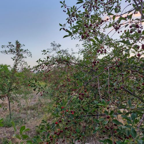 فروش باغ سیب