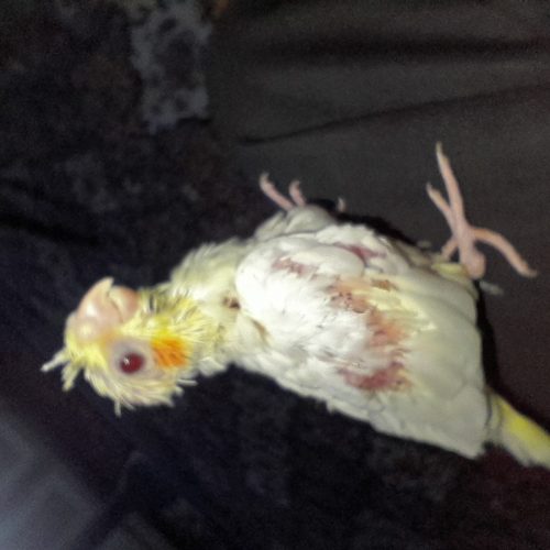 عروس هلندی سرلاکی