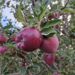 فروش باغ سیب