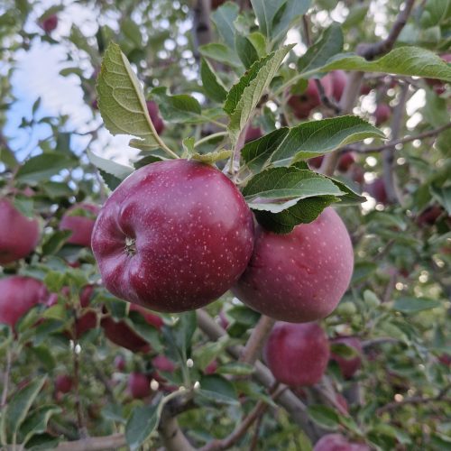 فروش باغ سیب