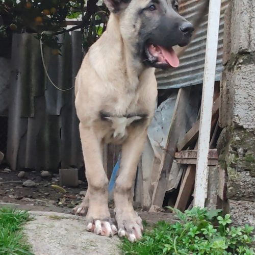 فروش توله سگ اصیل 2  عدد